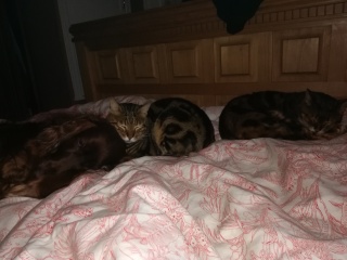 Best breed for cats (spaniels/setters)