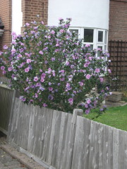 Can anyone ID this lilac-coloured flowering shrub?