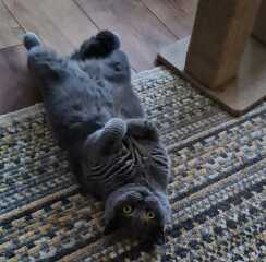 Machiavellian Misbehaviour- the Excellent Cats Deny Everything