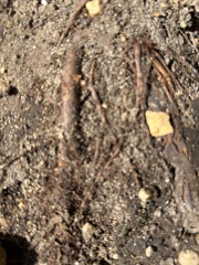 What have you done in the garden today Part 4 Spring 2024.