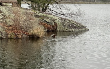 Come and tell me your dull and unexciting news 29: Calmly through the day