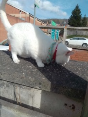 Machiavellian Misbehaviour- the Excellent Cats Deny Everything