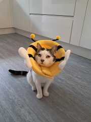My cat's a fighter not a lover