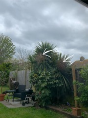 What are these dead sections in my palm tree?