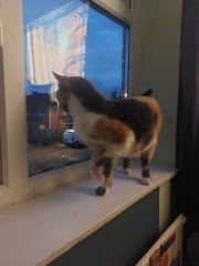 Our rescue cat is here!