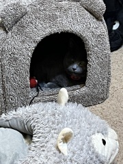 Machiavellian Misbehaviour- the Excellent Cats Deny Everything