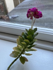 Plant ID
