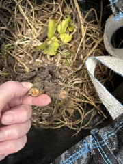 What have you done in the garden today Part 4 Spring 2024.