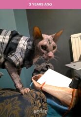 Machiavellian Misbehaviour- the Excellent Cats Deny Everything