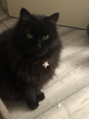 Machiavellian Misbehaviour- the Excellent Cats Deny Everything