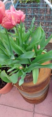 Tulips