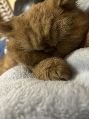 Sad Cheddar