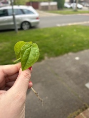 Is this a bindweed seedling?