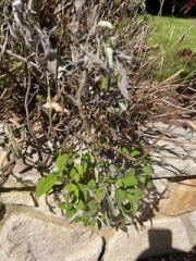 Can this sage bush be rescued?