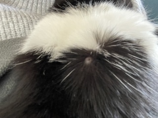 What is this on my cat?