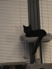 So we got a cat…