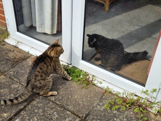 Thug cat part 5 - For he will not do destruction, if he is well-fed, neither will he spit without provocation.