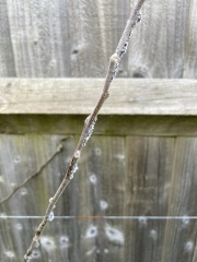 What's this on my apple tree?