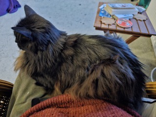 Buying a Ragdoll kitten - any advice?