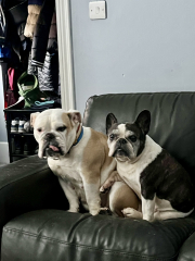 Please recommend a dog for our family