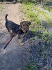 Puppy Survival Thread for New and Old Pups - Spring is around the corner!