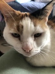 Allison Bailey v Stonewall - Employment Appeal Tribunal hearing Thread 19 