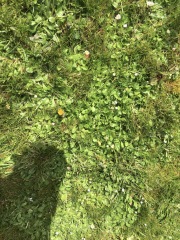 Bee friendly weed & feed for lawns?