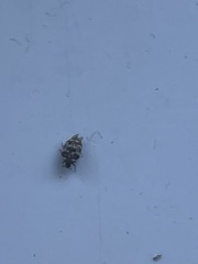 What is this bug