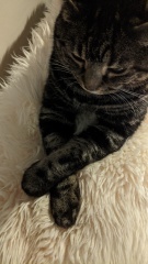 What's my cat doing? Picture included!