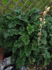 ID my weed please!