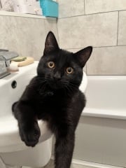 So we got a cat…