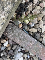 What is this weed and how can I get rid of it please?