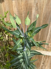 Can anyone tell me what this is?