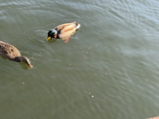 Come and tell me your dull and unexciting news 29: Calmly through the day