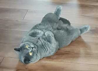 Machiavellian Misbehaviour- the Excellent Cats Deny Everything