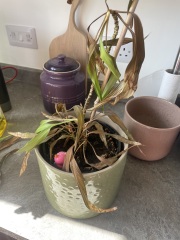 Can this house plant be saved?