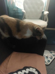 Our rescue cat is here!