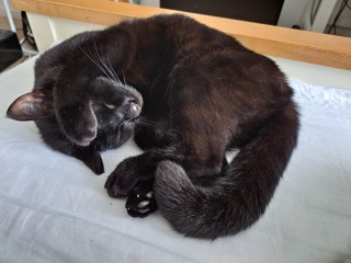 Indoor cat vanished