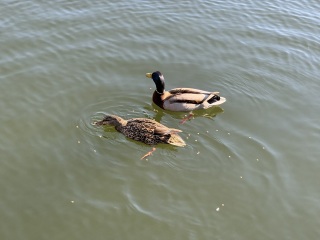 Come and tell me your dull and unexciting news 29: Calmly through the day