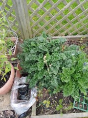 ID my weed please!