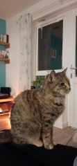 Machiavellian Misbehaviour- the Excellent Cats Deny Everything