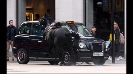 Horses Running Free in Central London