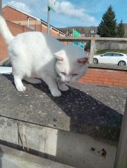 Machiavellian Misbehaviour- the Excellent Cats Deny Everything
