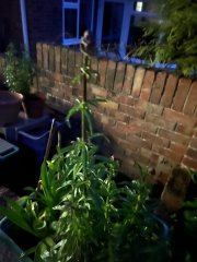 Plant or weed?!