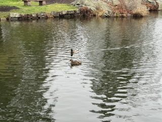 Come and tell me your dull and unexciting news 29: Calmly through the day