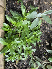 Are these weeds?