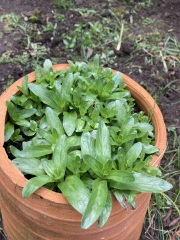Two things: is this a weed and what would you plant in a dry shady corner?