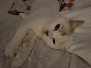 Advice needed for situation with poorly cat