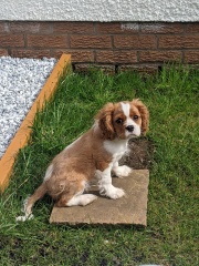 Puppy Survival Thread for New and Old Pups - Spring is around the corner!