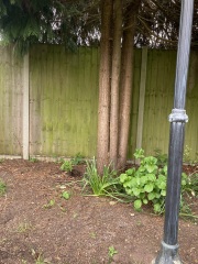 Two things: is this a weed and what would you plant in a dry shady corner?